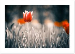 Red tulip Art Print 64764602