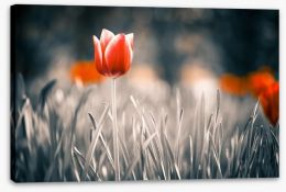 Red tulip Stretched Canvas 64764602