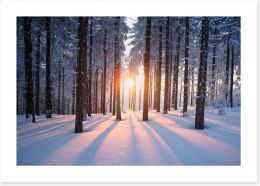 Snowy forest sunrise