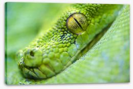 Reptiles / Amphibian Stretched Canvas 65543369
