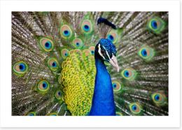 Peacock plumage Art Print 65729385
