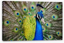 Peacock plumage Stretched Canvas 65729385
