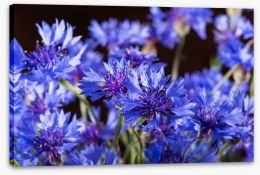 Cornflower blossom Stretched Canvas 65962528