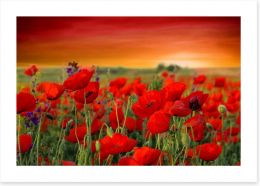 Scarlet red poppy field Art Print 66022514