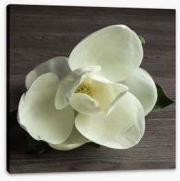 White magnolia Stretched Canvas 66136893