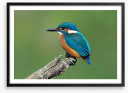 Beautiful blue Kingfisher Framed Art Print 66668967