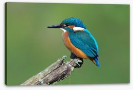 Beautiful blue Kingfisher Stretched Canvas 66668967