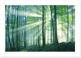 Forests Art Print 66698723