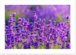 The vibrant lavender field Art Print 66758848