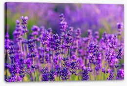 The vibrant lavender field Stretched Canvas 66758848