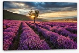 Meadows Stretched Canvas 67085325
