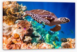 Hawksbill turtle Stretched Canvas 67120595