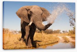 Elephant spray Stretched Canvas 67235664