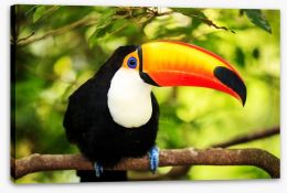 Rainforest tucan Stretched Canvas 67249665