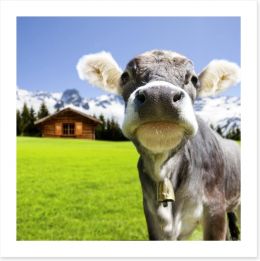 The dairy milk cow Art Print 67376520