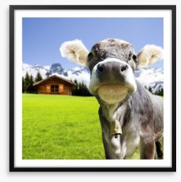 The dairy milk cow Framed Art Print 67376520