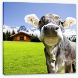 The dairy milk cow Stretched Canvas 67376520