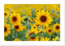 Sunflower field Art Print 67659213
