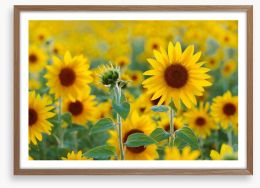 Sunflower field Framed Art Print 67659213