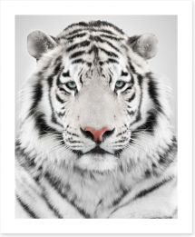 White tiger Art Print 67909041