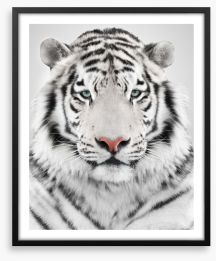 White tiger Framed Art Print 67909041
