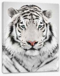 White tiger Stretched Canvas 67909041
