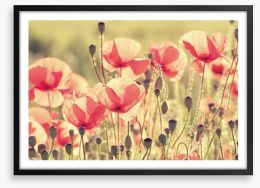 Poppy days Framed Art Print 67999452