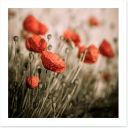 Dreaming of red poppies Art Print 67999956