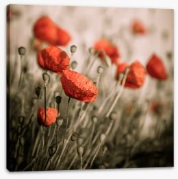 Dreaming of red poppies Stretched Canvas 67999956
