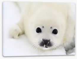 Baby harp seal pup Stretched Canvas 6861839