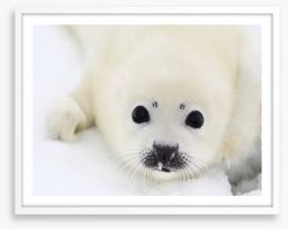 Baby harp seal pup Framed Art Print 6861839