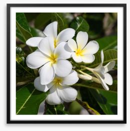 White Frangipani in full bloom Framed Art Print 68678971