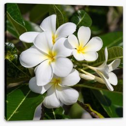White Frangipani in full bloom Stretched Canvas 68678971
