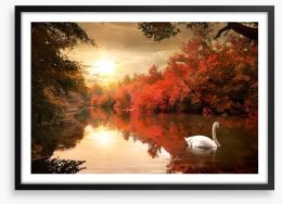 Autumn swan Framed Art Print 68775612