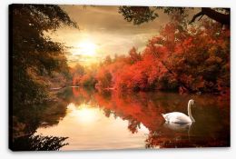 Autumn swan Stretched Canvas 68775612