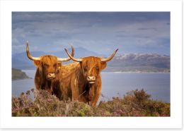 Highland cattle Art Print 68780901