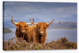Highland cattle Stretched Canvas 68780901