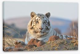 White tiger in the wild Stretched Canvas 68920497