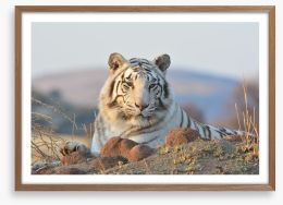 White tiger in the wild Framed Art Print 68920497