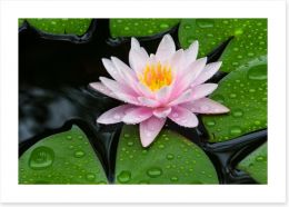 Floating lotus Art Print 69010428