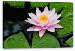 Floating lotus Stretched Canvas 69010428