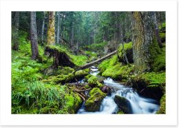 Vibrant forest stream Art Print 69280059