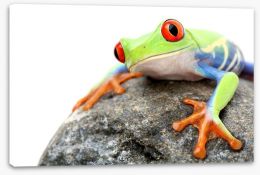 Frog on a rock Stretched Canvas 7055924