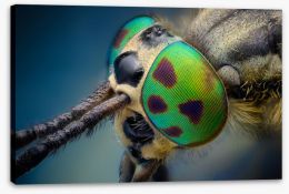 Insects Stretched Canvas 70589872