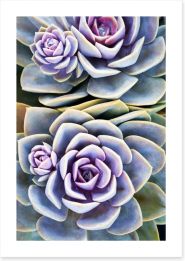 Purple tinged succulent Art Print 71218138