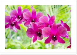Vibrant orchids Art Print 71462147