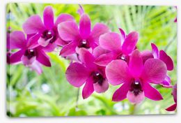 Vibrant orchids Stretched Canvas 71462147