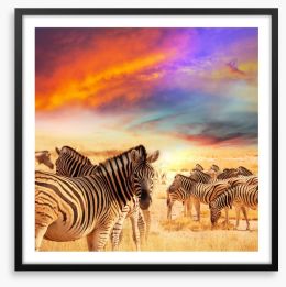 Serengeti sunset Framed Art Print 71698875