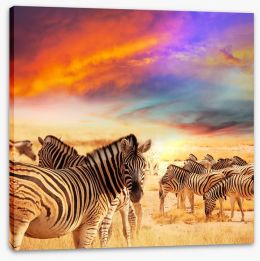 Serengeti sunset Stretched Canvas 71698875