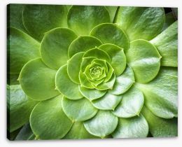 Tropical succulent Stretched Canvas 71888846